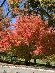 Acer Saccharum