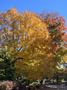 Yellow Fall Foliage