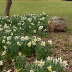 Mansion Daffodils