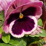 Pansy Closeup