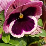 Pansy Closeup
