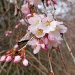 Weeping Higan Cherry Flowers