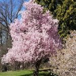 Prunus Aviumcv Plena