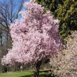 Prunus Aviumcv Plena