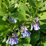Virginia Bluebells