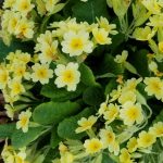 Primula