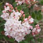 Viburnum