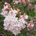 Viburnum