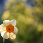 Daffodils, by Katharine Boyle