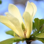 Magnolia blossom, by Katharine Boyle