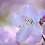 Rhododendron, by Katharine Boyle