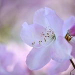 Rhododendron, by Katharine Boyle