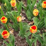 Overhead Tulips