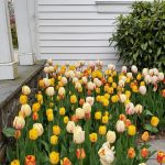 Tulips by Arbor.