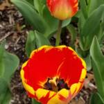 Tulip Closeup