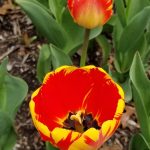 Tulip Closeup