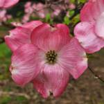 Pink Dogwood Flowers