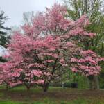 Pink Dogwood Tree