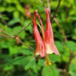 Coral Columbine