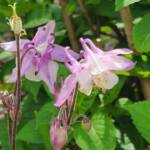 Pink Columbine