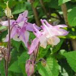 Pink Columbine