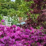 Purple Azalea in Foreground