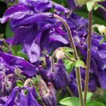 Purple Columbine
