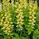 Baptisia Carolina Moonlight