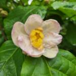 Calycanthus chinensis