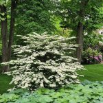 Doublefile Viburnum