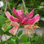 Lonicera Heckrotti Goldflame