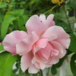 Rose Mme Gregoire Staechelin