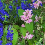 Deutziaand Veronicaii