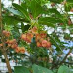 Enkianthus campanulatus
