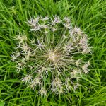 Allium Seedhead