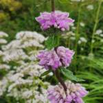 Phlomis tuberosa