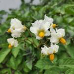 Potato Flowers
