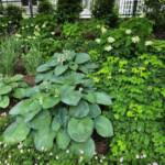 At the Frelinghuysen Arboretum