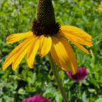 Coneflower