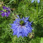 Nigella Damascena
