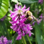 Stachys cv. Summer Romance
