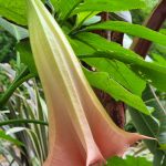Brugmansia