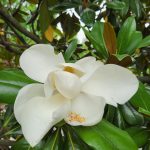 Magnolia Edith Bogue