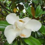 Magnolia Edith Bogue