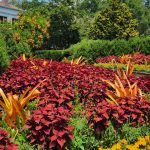 Achmea Blanchetiana Hawaii