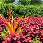 Achmea Blanchetiana Hawaii