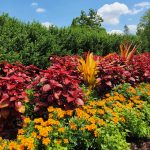 Achmea Blanchetiana Hawaii