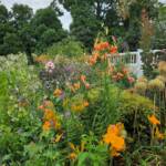 Cottage Garden 2