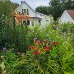 Cottage Garden 1