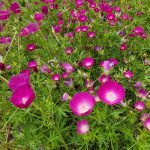 Callirhoe involucrata